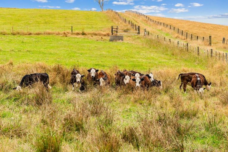 Photo of property in 152 Kokopu Block Road, Maungatapere, Whangarei, 0179