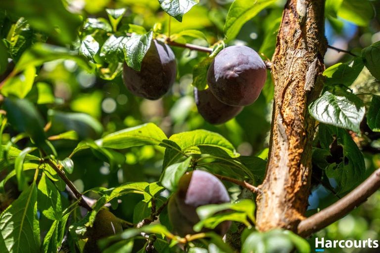 Photo of property in 12 Lionel Place, Mapua, 7005