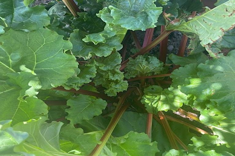 Photo of property in 37 Grey Street, Shannon, 4821