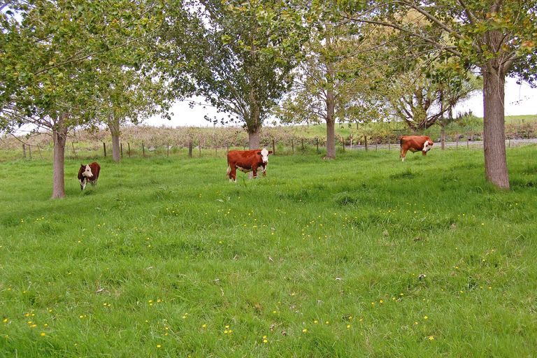 Photo of property in 924 Oneriri Road, Kaiwaka, 0573