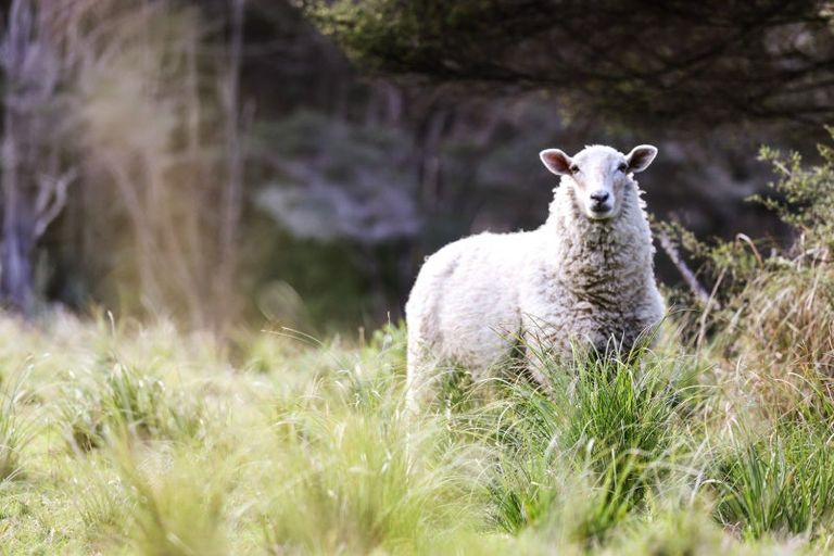 Photo of property in 114 O'brien Road, Coatesville, Albany, 0793