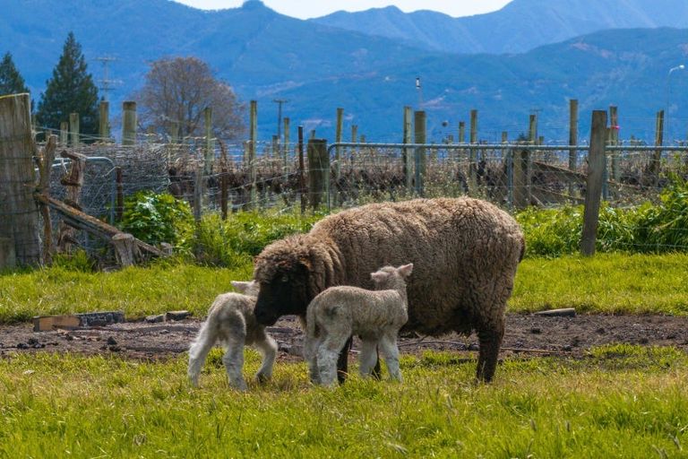 Photo of property in 82a David Street, Yelverton, Blenheim, 7201