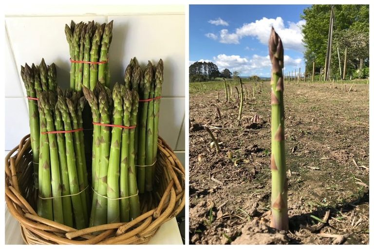 Photo of property in 316 Somerville Road, Tapapa, Tirau, 3485