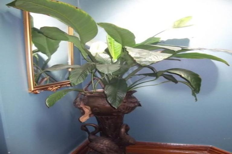 Photo of property in 888 George Street, North Dunedin, Dunedin, 9016