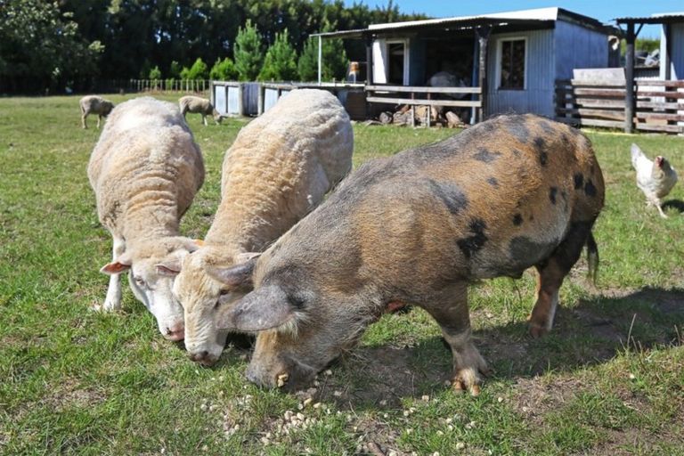 Photo of property in 545 State Highway 2, Whakatu, Hastings, 4180