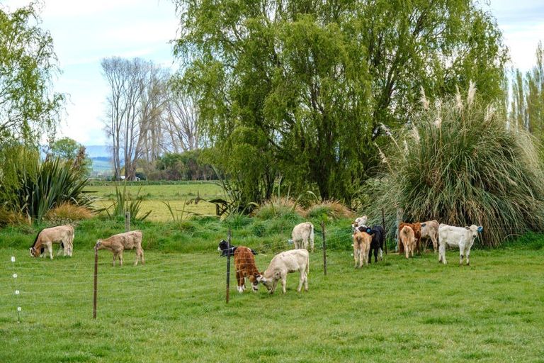 Photo of property in 111 Beeby Road, Orari, Temuka, 7986
