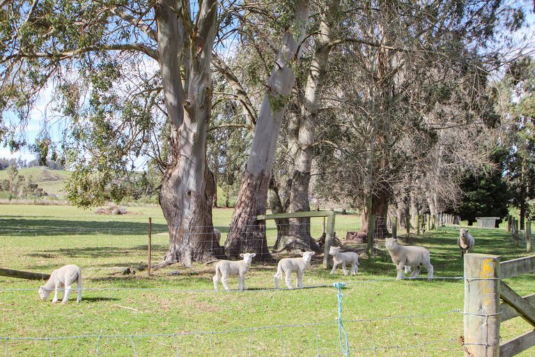 Photo of property in 41b Weston Road, Waiareka Junction, Oamaru, 9401