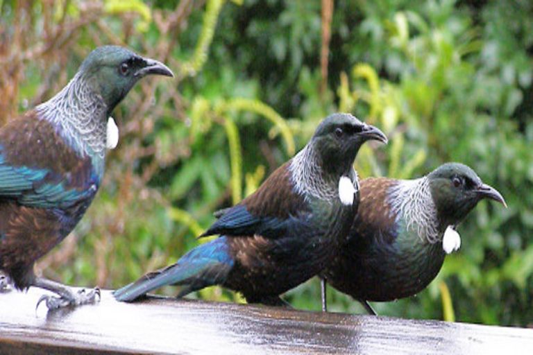 Photo of property in 103 Ridge Road, Howick, Auckland, 2014