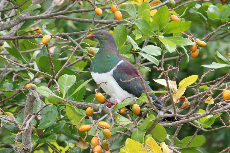 Photo of property in 103 Ridge Road, Howick, Auckland, 2014