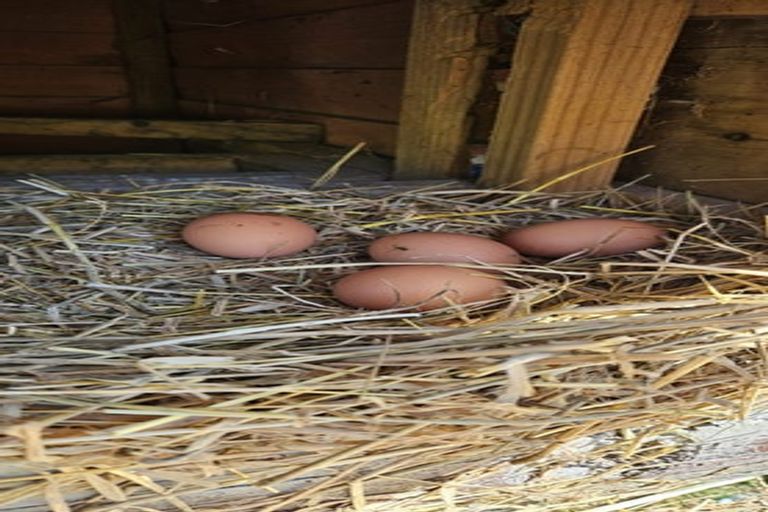 Photo of property in 358 Glue Pot Road, Oropi, Tauranga, 3173