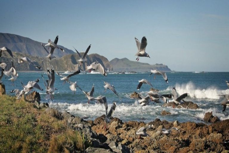 Photo of property in 117 Breaker Bay Road, Breaker Bay, Wellington, 6022