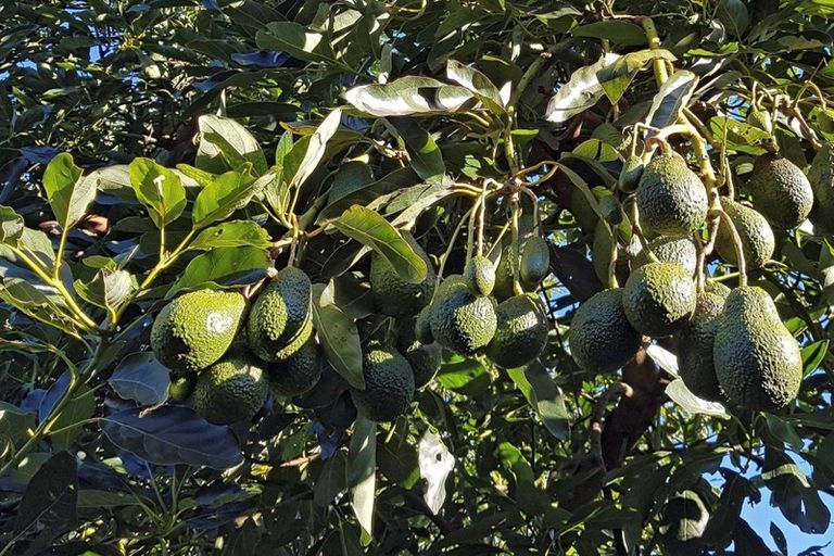 Photo of property in 195 Oropi Road, Oropi, Tauranga, 3173