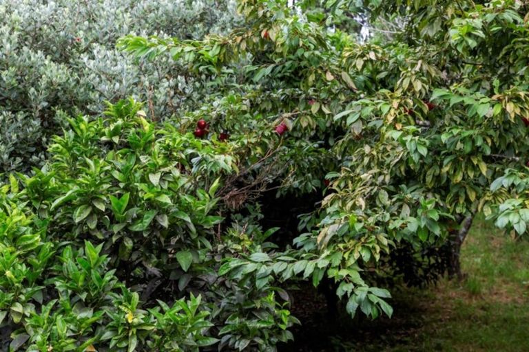 Photo of property in 219 Ahu Ahu Road, Kaitake, New Plymouth, 4374