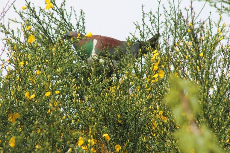 Photo of property in 7 Utuhia Place, Ohakune, 4625