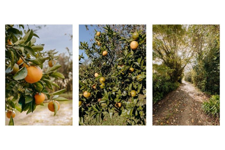 Photo of property in 1164 Maniatutu Road, Pongakawa, Te Puke, 3186