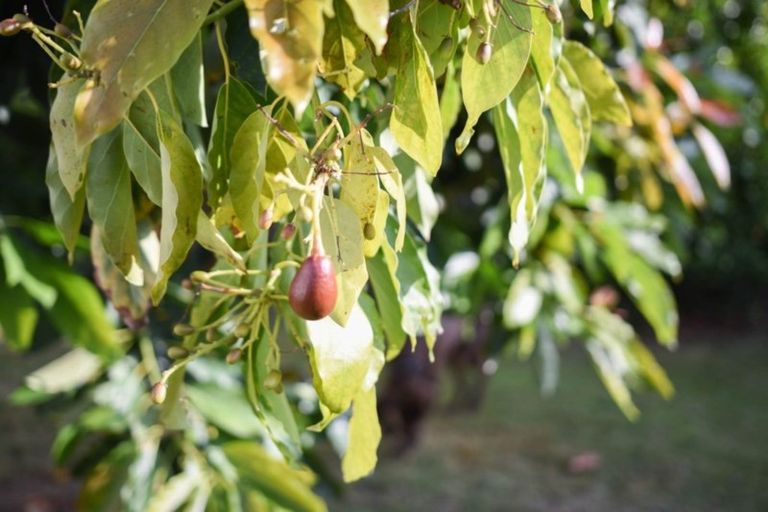 Photo of property in 23 Rutherford Road, Marewa, Napier, 4110