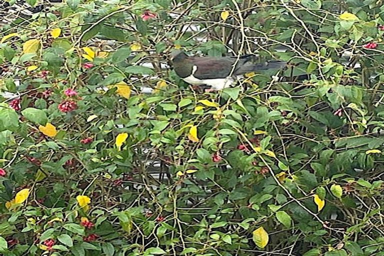 Photo of property in 37 Grey Street, Shannon, 4821