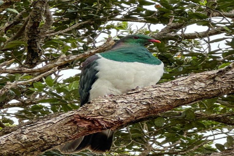 Photo of property in 70 Messines Road, Karori, Wellington, 6012