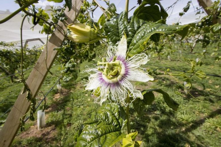 Photo of property in 71 Koutunui Road, Athenree, Katikati, 3177
