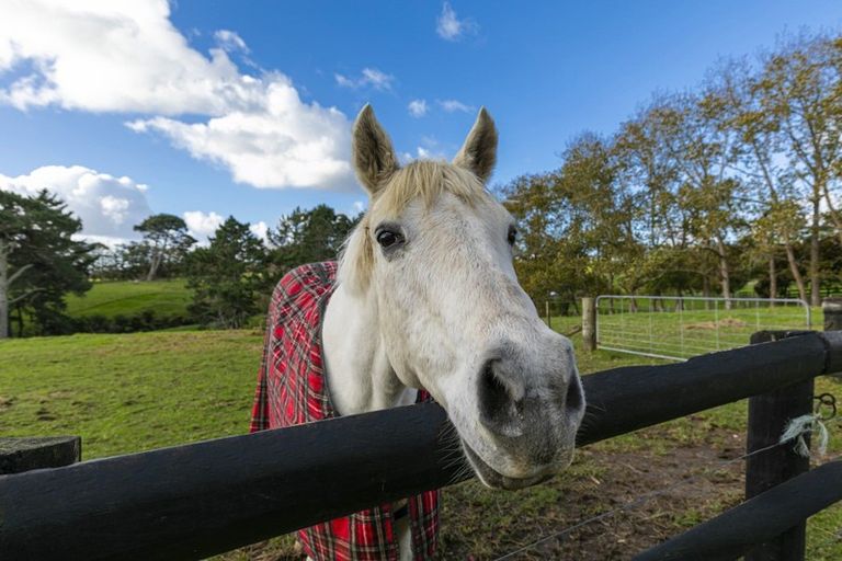 Photo of property in 19 Lloyd Road, Riverhead, Albany, 0793