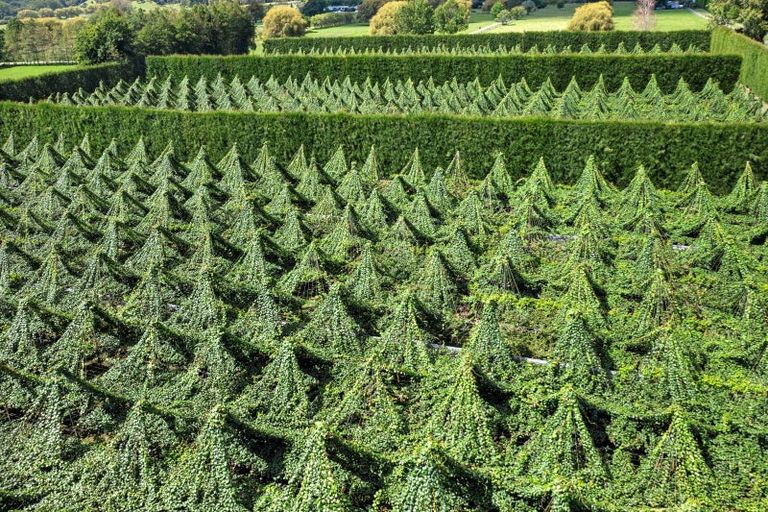 Photo of property in 121 Macdonald Road, Te Teko, Whakatane, 3192