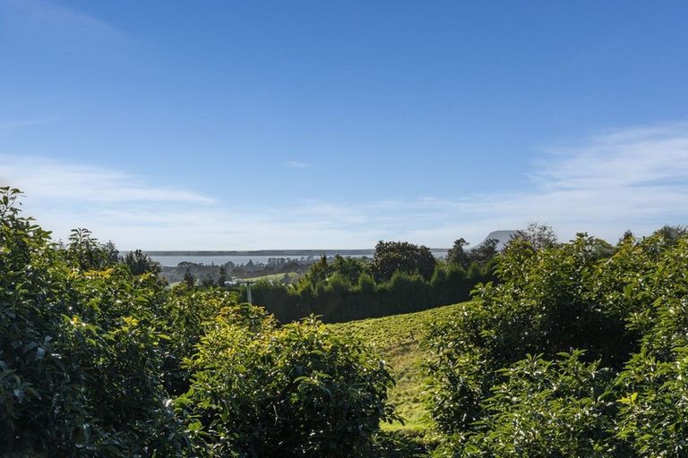 Photo of property in 313 Youngson Road, Whakamarama, Tauranga, 3179