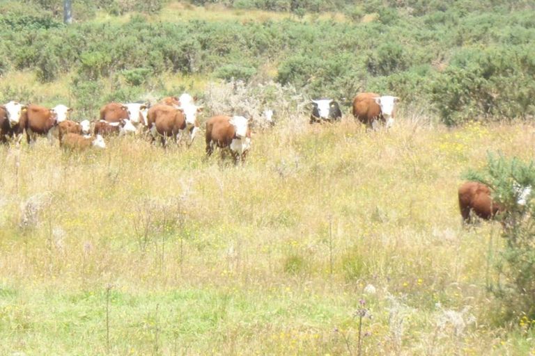 Photo of property in 204 Limestone Road, Marsden, Greymouth, 7872