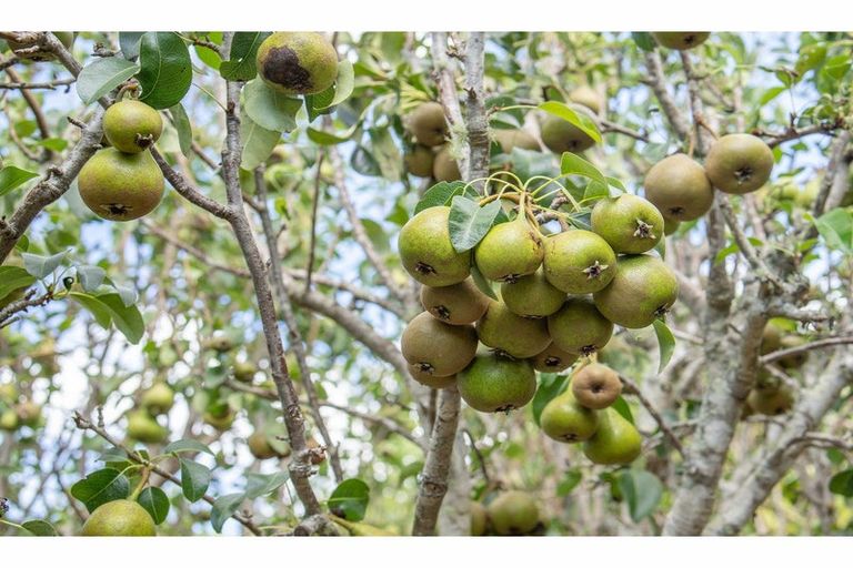 Photo of property in 3 Crackerjack Crescent, Kerikeri, 0293