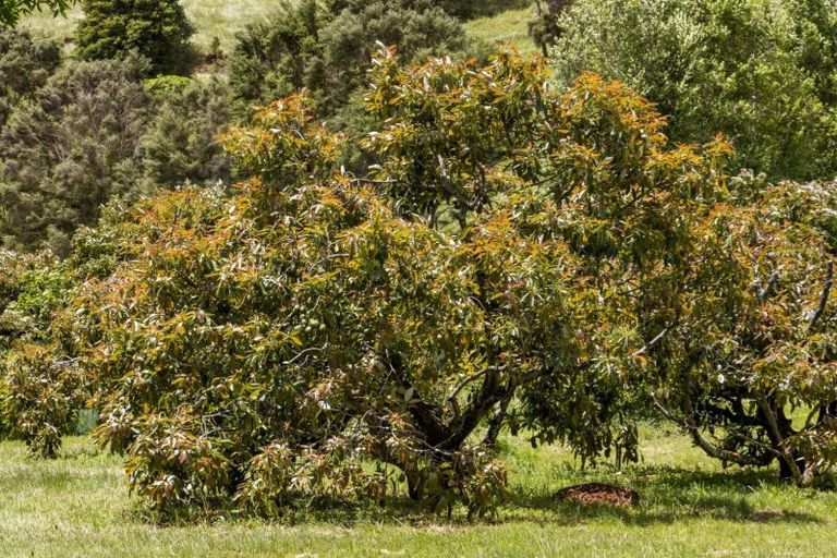 Photo of property in 520 Wright Road, Aongatete, Katikati, 3181