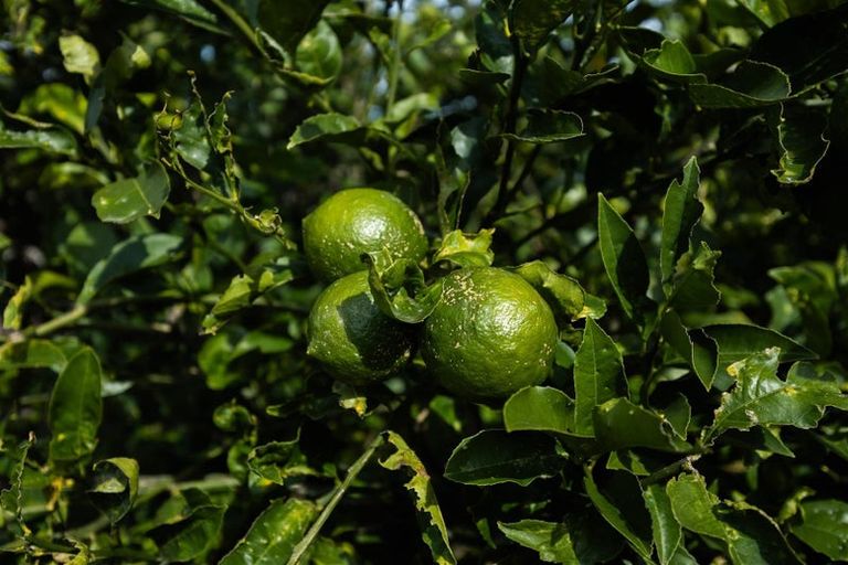 Photo of property in 58 Rodney Street, Nawton, Hamilton, 3200