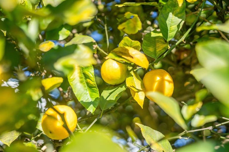 Photo of property in 75 Pasadena Crescent, Totara Park, Upper Hutt, 5018