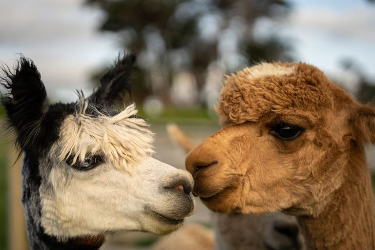 Photo of property in 82 Brownhill Road, Whitford, Manurewa, 2576