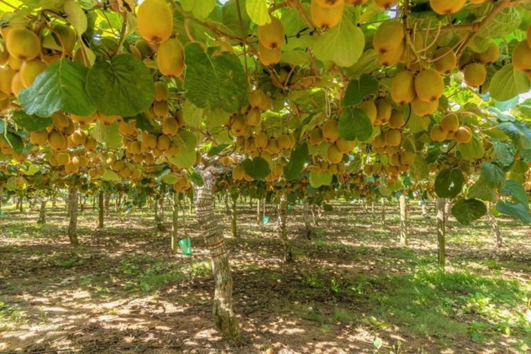 Photo of property in 78 Plummers Point Road, Whakamarama, Tauranga, 3172