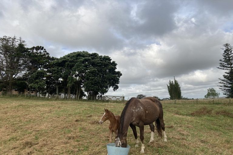 Photo of property in 123 Colville Road, Dargaville, 0377