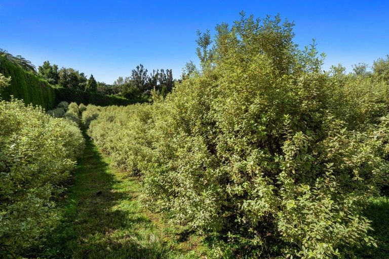 Photo of property in 40 Killen Road, Tahawai, Katikati, 3178