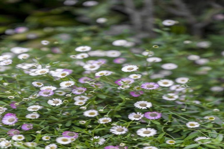 Photo of property in 20 Muscat Place, Henderson, Auckland, 0612