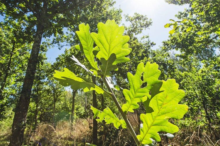 Photo of property in 337 Foothills Road, Okuku, Rangiora, 7473