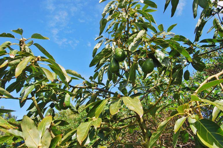 Photo of property in 8 Kapowai Lane, Kaiwaka, 0573