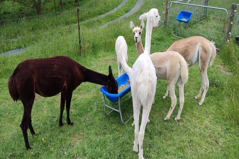 Photo of property in 1237 Waingaro Road, Glen Massey, Ngaruawahia, 3793