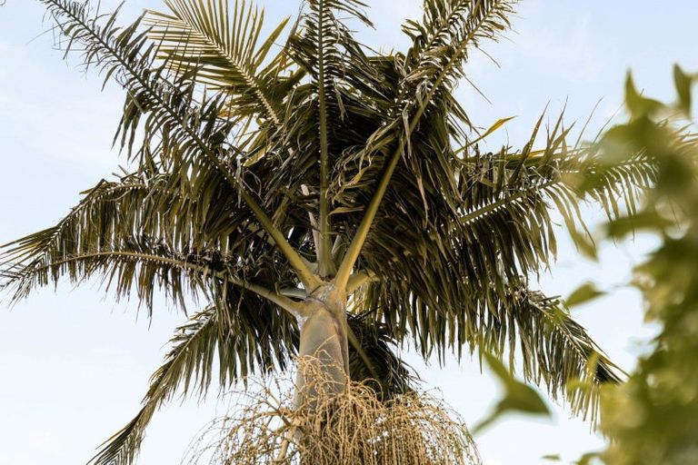 Photo of property in 134 Palm Beach Boulevard, Papamoa Beach, Papamoa, 3118