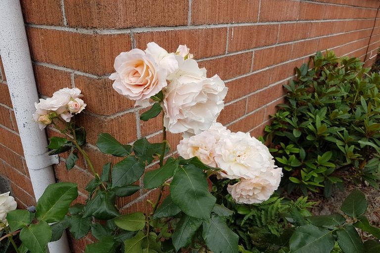 Photo of property in 1/84b Tilford Street, Woolston, Christchurch, 8062