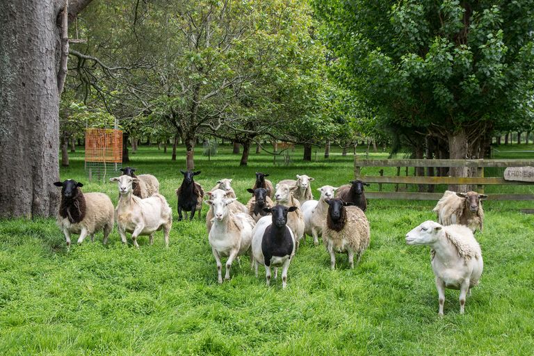 Photo of property in 94 Kahikatea Road, Te Ore Ore, Masterton, 5886