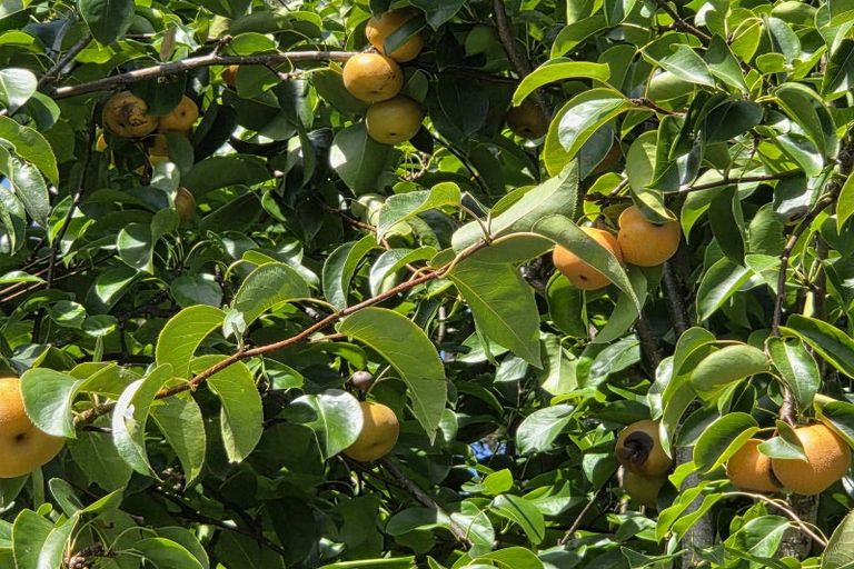 Photo of property in 314f Waipapa Road, Waipapa, 0230