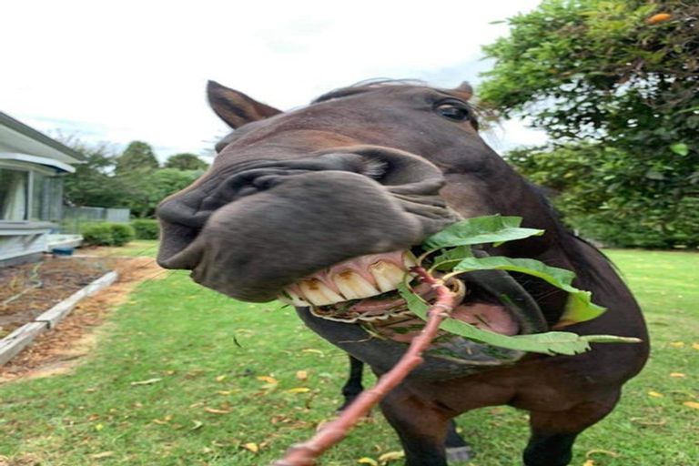 Photo of property in 55 Atkins Street, Patutahi, Gisborne, 4072