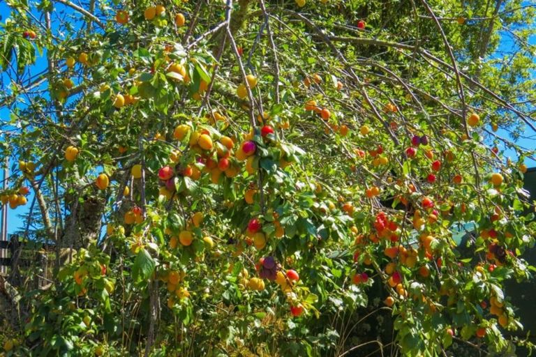 Photo of property in 311 Waiwhero Road, Lower Moutere, Upper Moutere, 7175