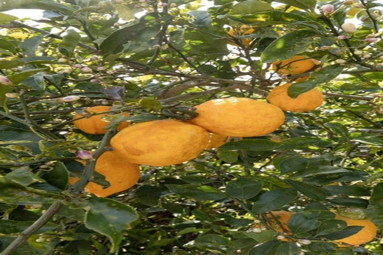 Photo of property in 1 Kowai Grove, Omokoroa, 3114