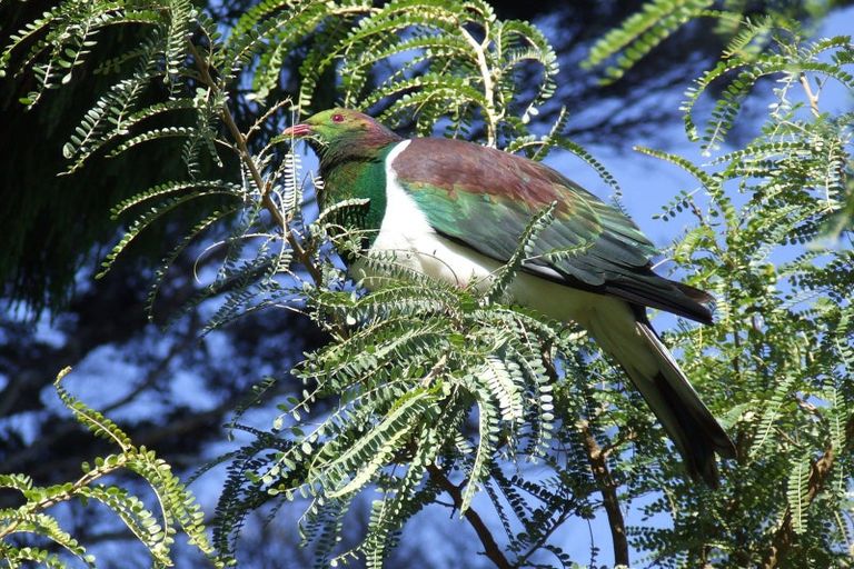 Photo of property in 871b Tiki Quarry Road, Preece Point, Coromandel, 3581