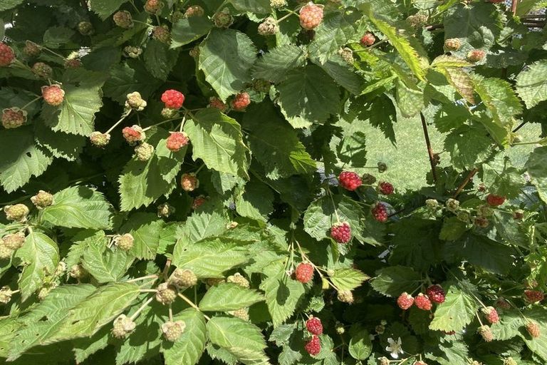 Photo of property in 127 Paramount Parade, Tikipunga, Whangarei, 0112