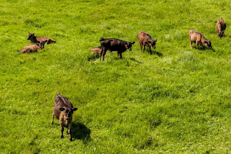 Photo of property in 1822 State Highway 12, Paparoa, 0571