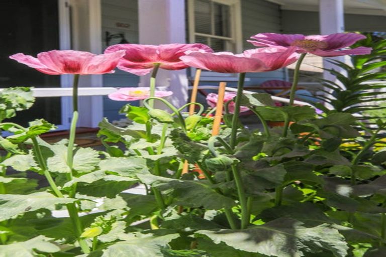 Photo of property in 602 Cochrane Street, Thames, 3500